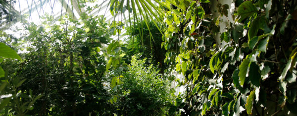 Szklarnie Ogrodu Botanicznego UW