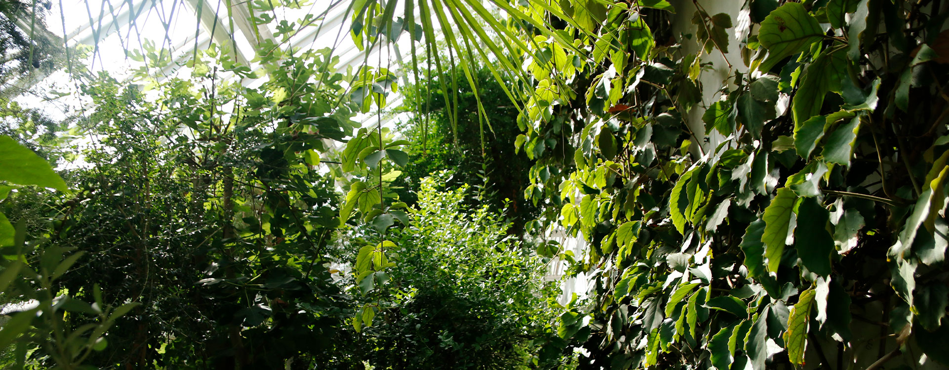 Szklarnie Ogrodu Botanicznego UW