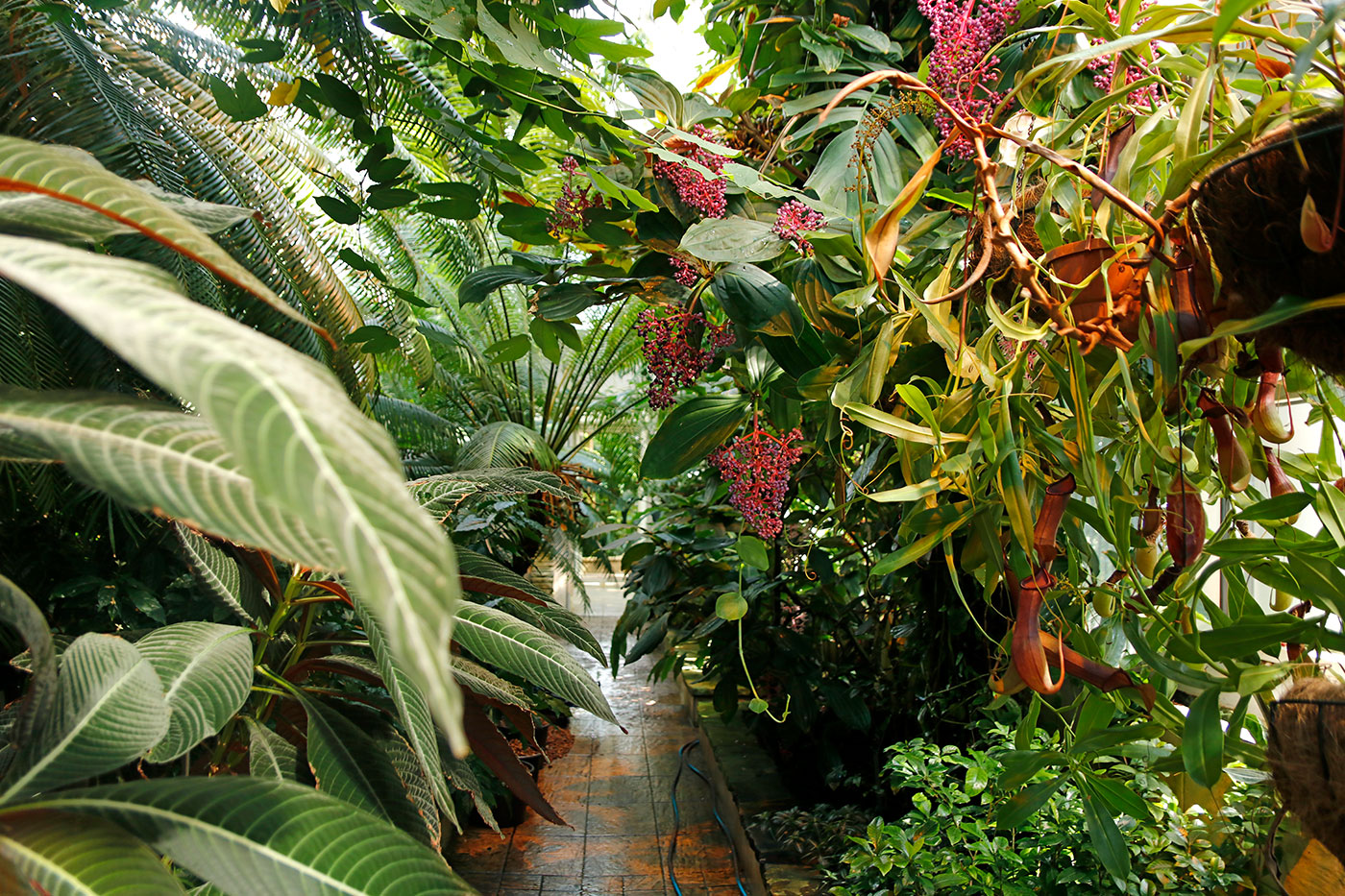 Szklarnie Ogrodu Botanicznego UW