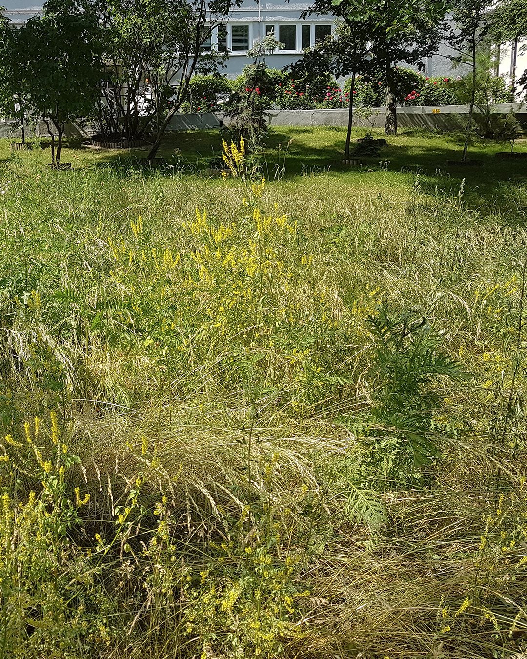 Nostrzyk ty Ogr d Botaniczny Uniwersytetu Warszawskiego nostrzyk-ty-ogr-d-botaniczny-uniwersytetu-warszawskiego
